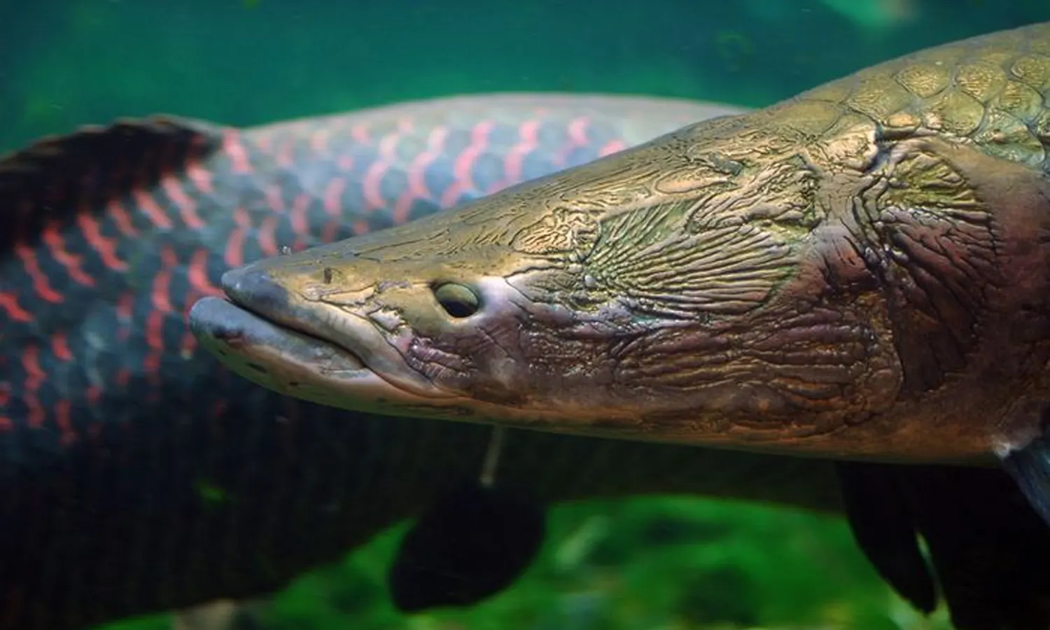 Dikenal sebagai Predator, Ini Harga Ikan Arapaima