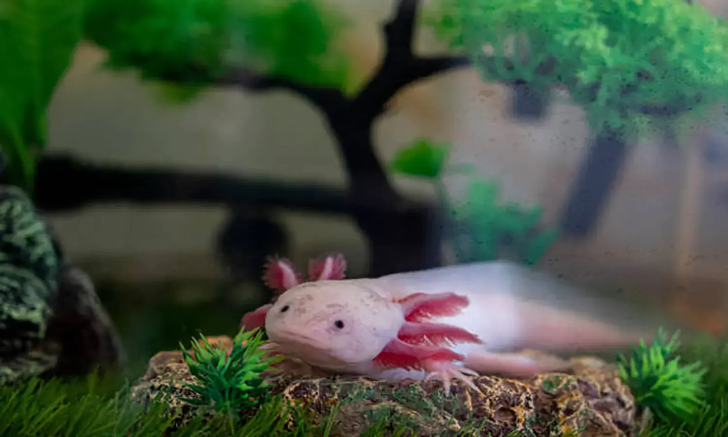 Mengenal Ikan Axolotl, Jenis, Makanan dan Harga Pasarannya