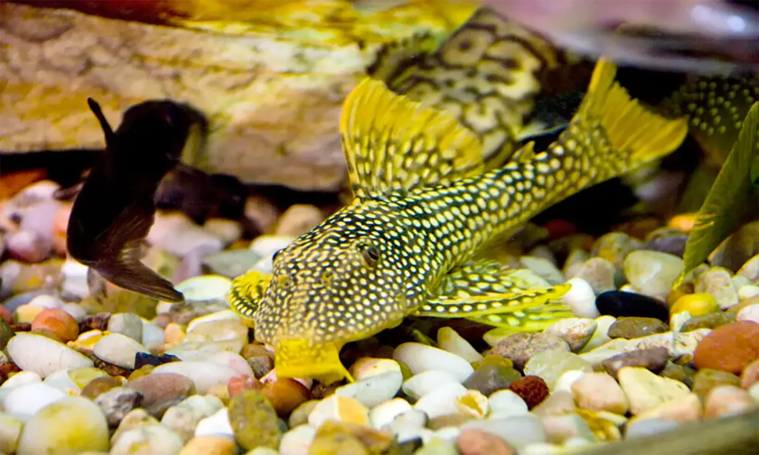 Mengenal Ikan Sapu-sapu, Lengkap dengan Ciri-ciri, Jenis, Habitat, Hingga Makanannya