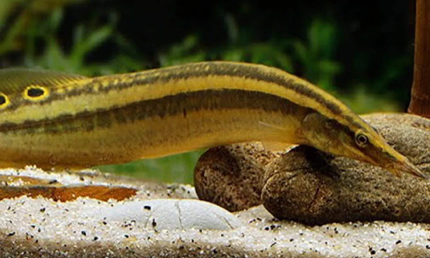 Mengenal Jenis Ikan Tilan, Makanan, Harga Pasaran, Bahaya dan Manfaatnya