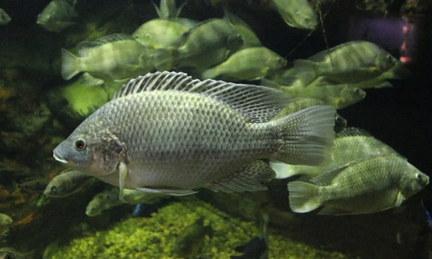 Kaya Akan Nutrisi, Kenalilah 7 Manfaat Ikan Mujair Bagi Kesehatan Tubuh